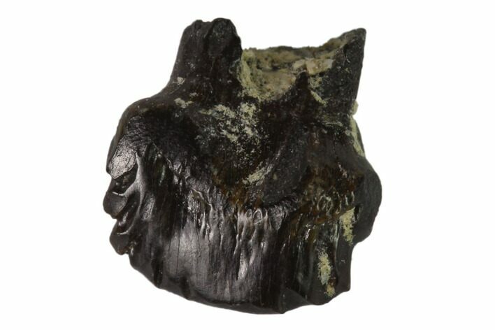 Fossil Ankylosaur Tooth - Judith River Formation, Montana #133475